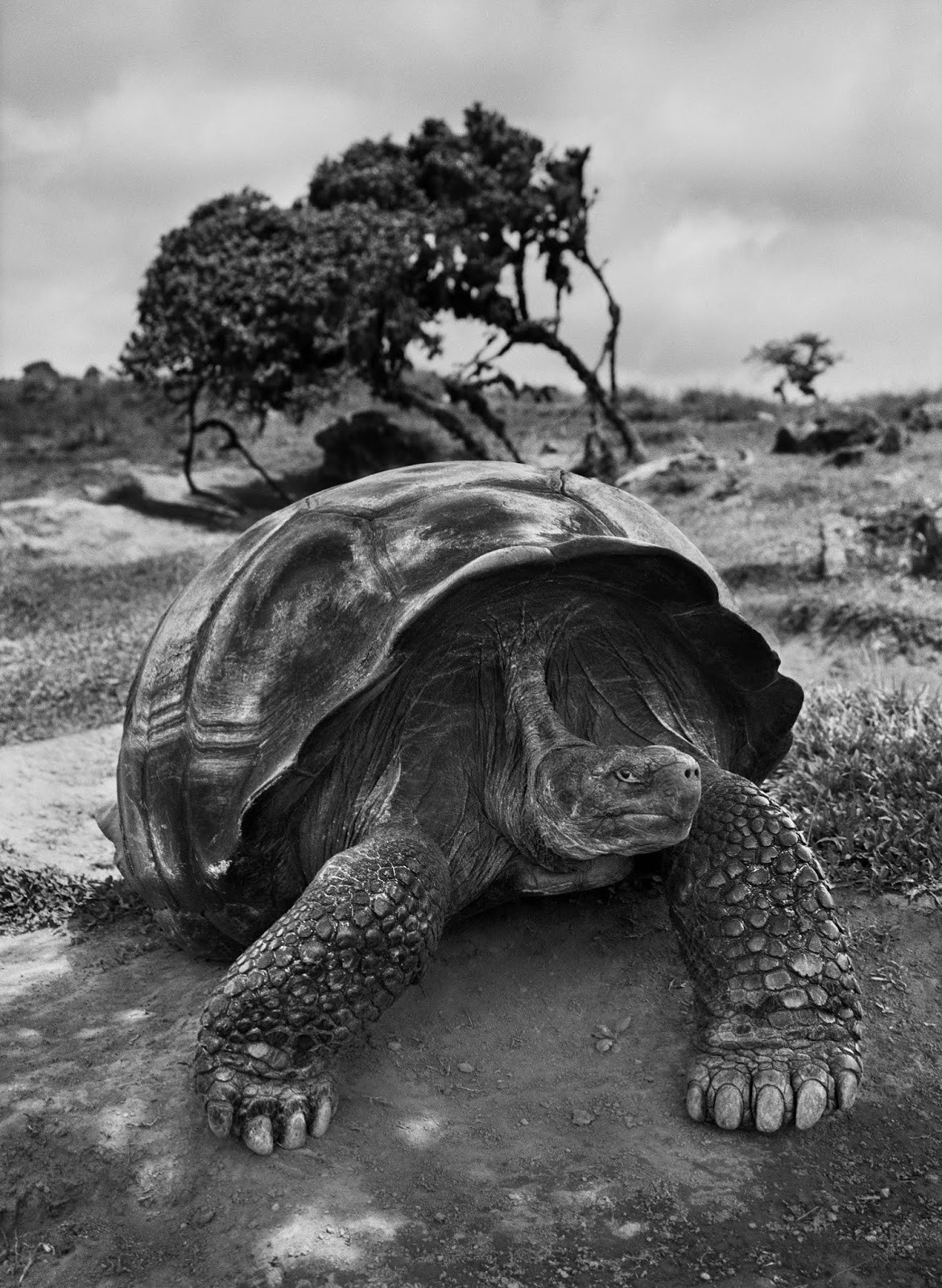 Черепаха, Галапагосские острова, Эквадор, 2004. Автор Себастьян Сальгадо