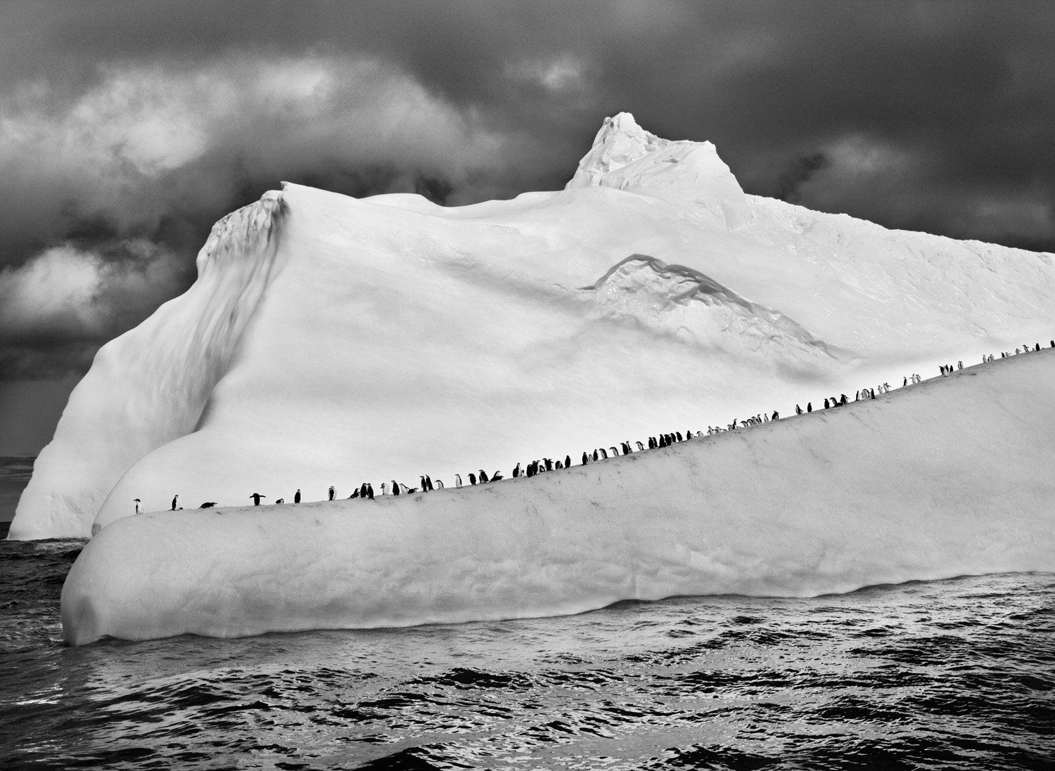 Антарктические пингвины на айсберге, Южные Сандвичевы острова, 2009. Автор Себастьян Сальгадо