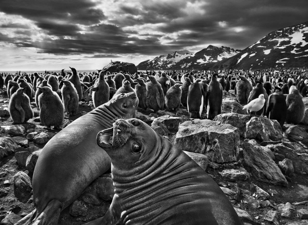 Лежбище морских слонов, Южная Георгия, 2009. Автор Себастьян Сальгадо