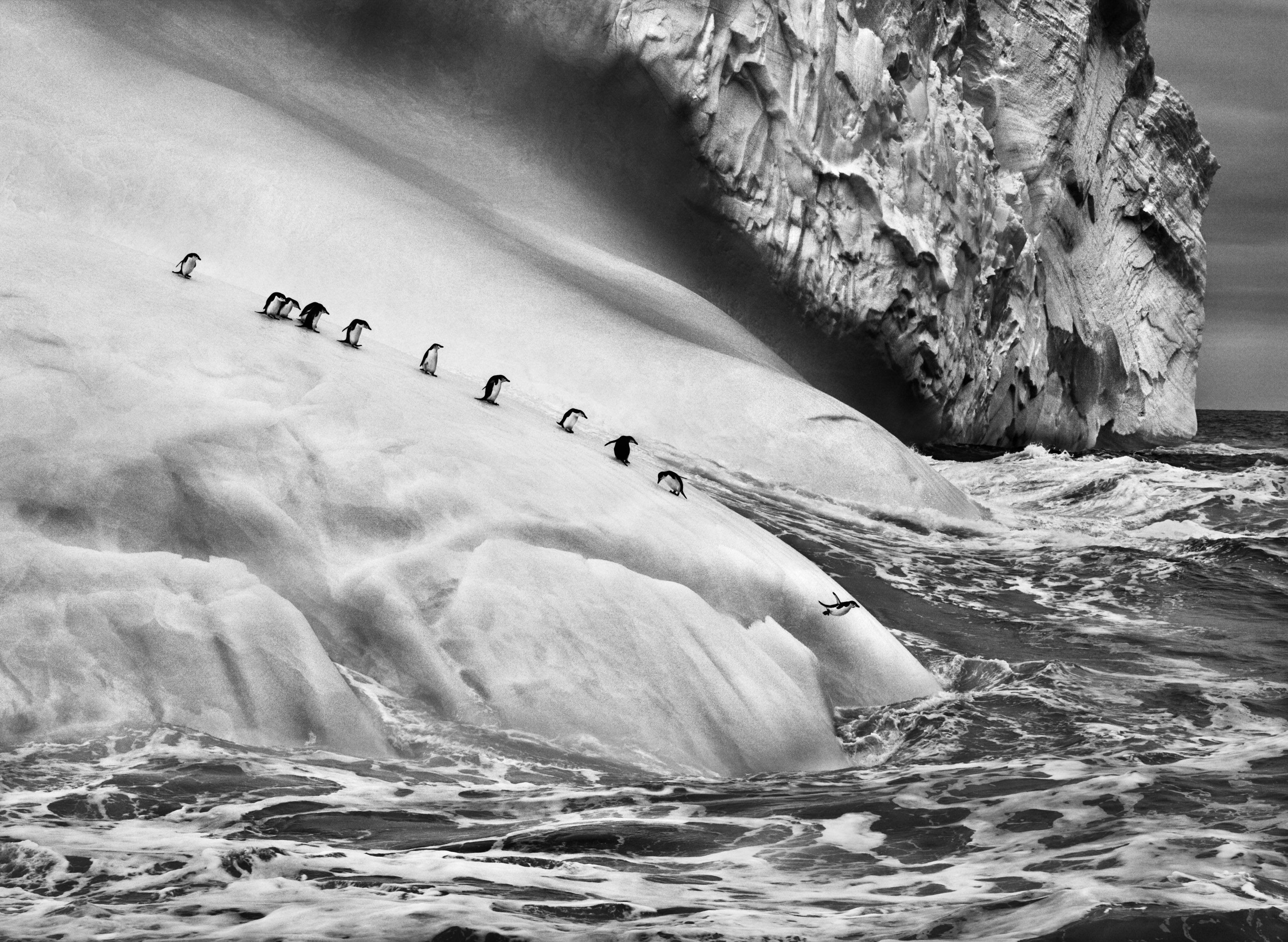 Пингвины на айсберге, Южные Сандвичевы острова, 2009. Автор Себастьян Сальгадо
