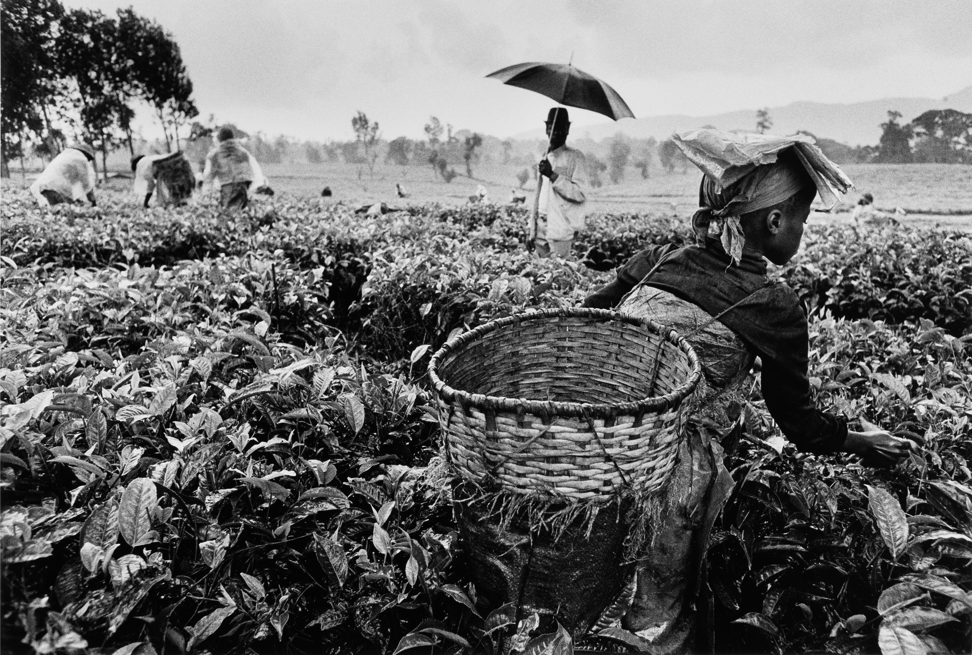 Чайная плантация, Руанда, 1991. Автор Себастьян Сальгадо