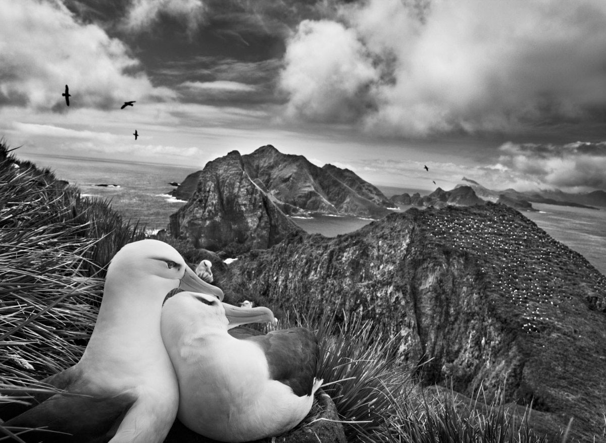 Альбатросы на островах Уиллис, Южная Георгия, 2009. Автор Себастьян Сальгадо