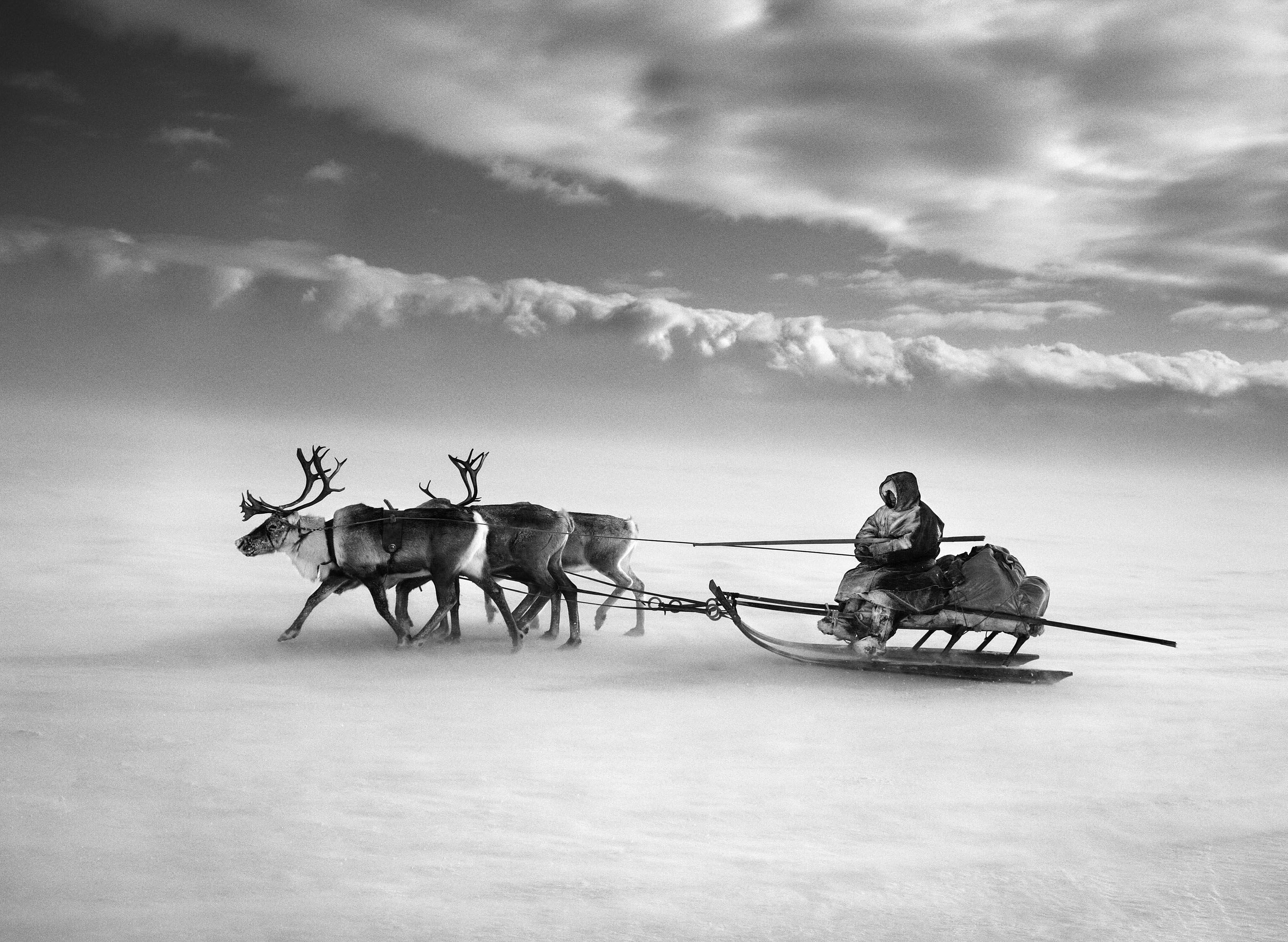 На оленьей упряжке через замёрзшую Обь, Сибирь, Россия, 2011. Автор Себастьян Сальгадо