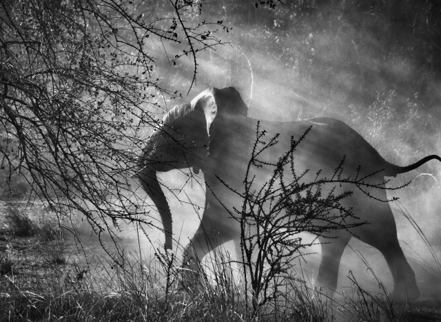 Африканский слон в национальном парке Кафуэ, Замбия, 2010. Автор Себастьян Сальгадо