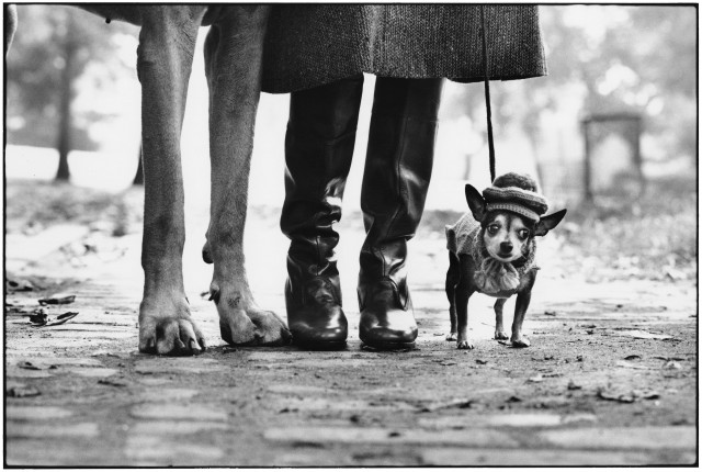 Прогулка с собаками, Нью-Йорк, 1974. Автор Эллиотт Эрвитт