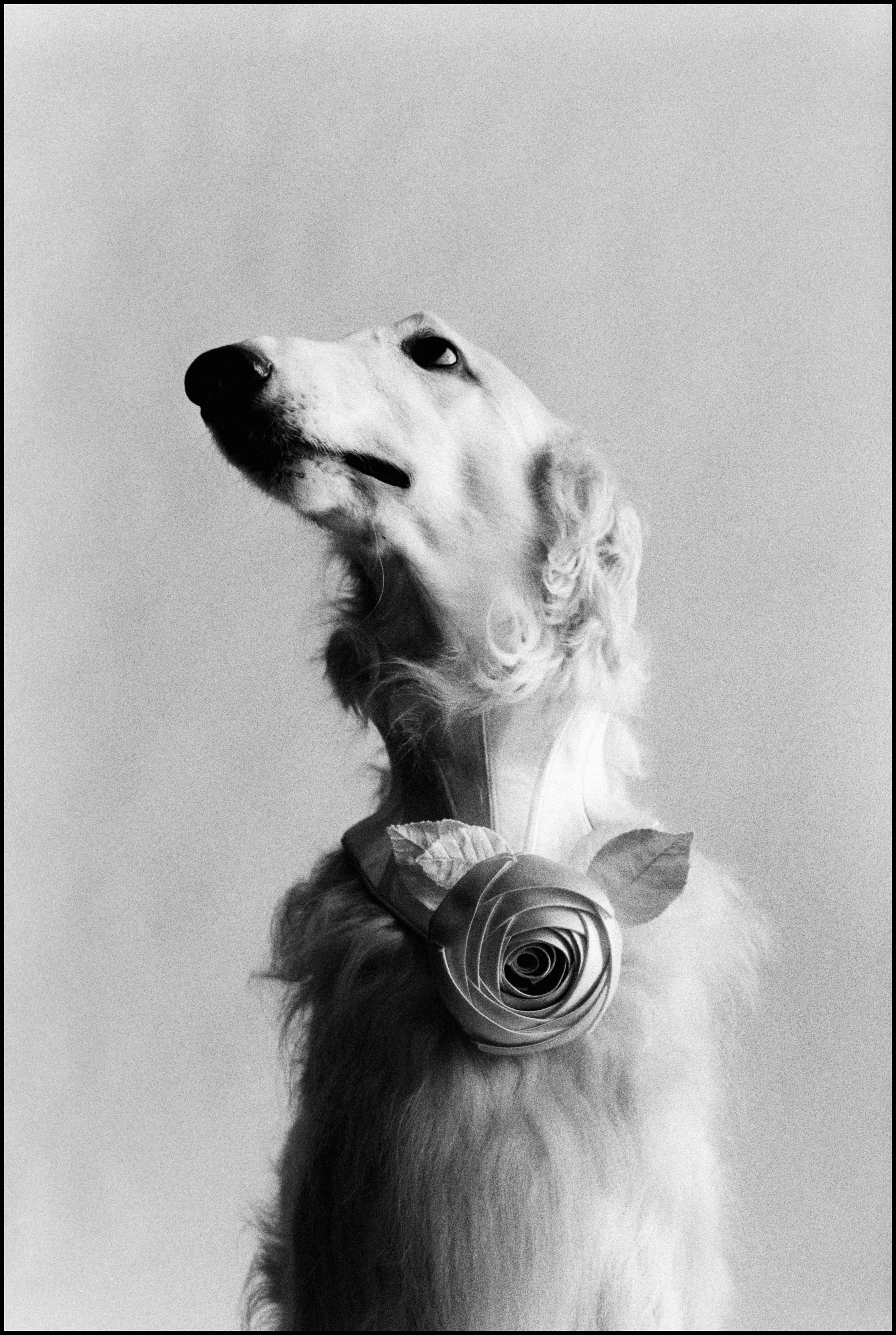 Собачий портрет, 1999, Нью-Йорк. Автор Эллиотт Эрвитт