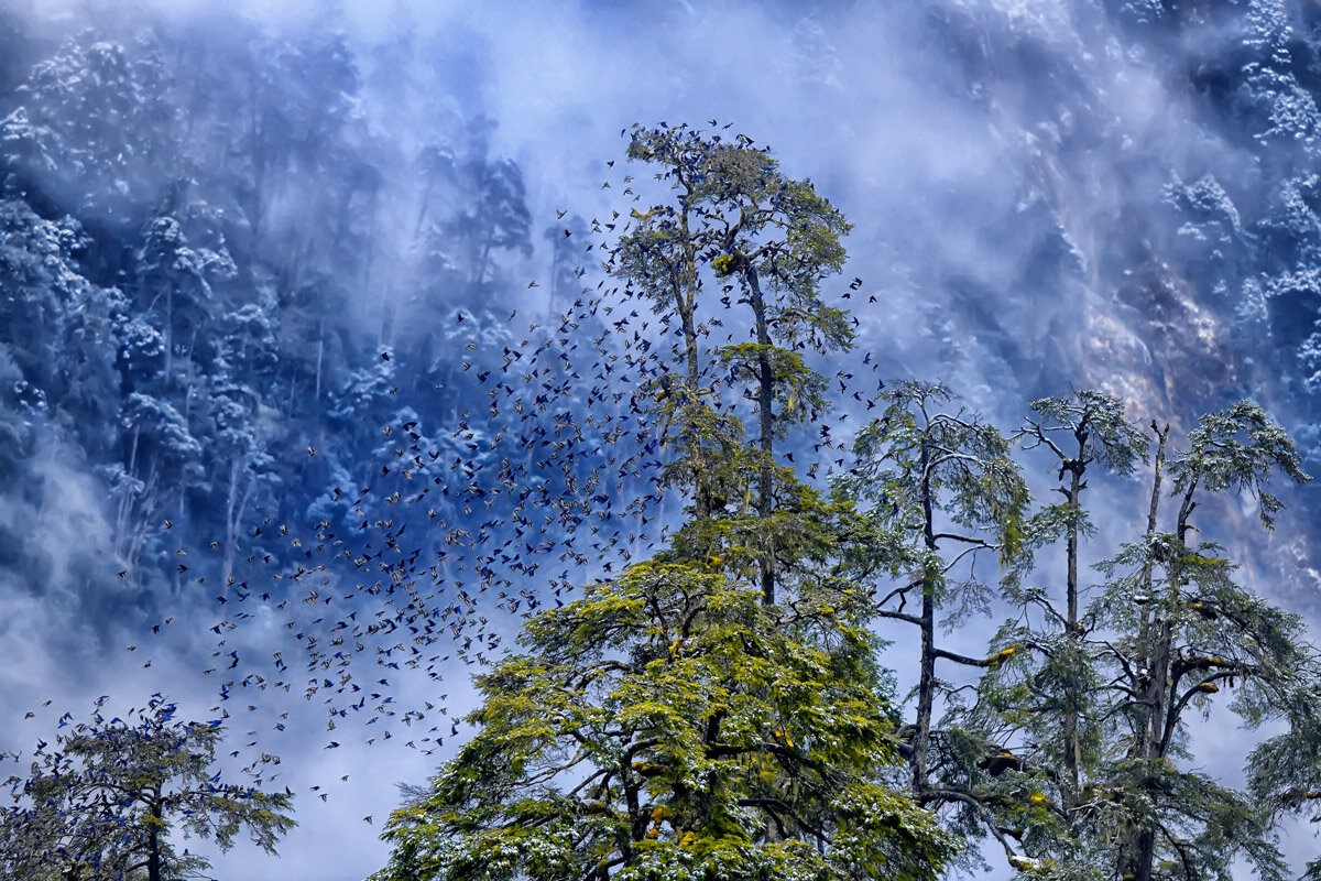 Категория Птицы в окружающей среде, 2020. Фотограф Каллол Мукерджи