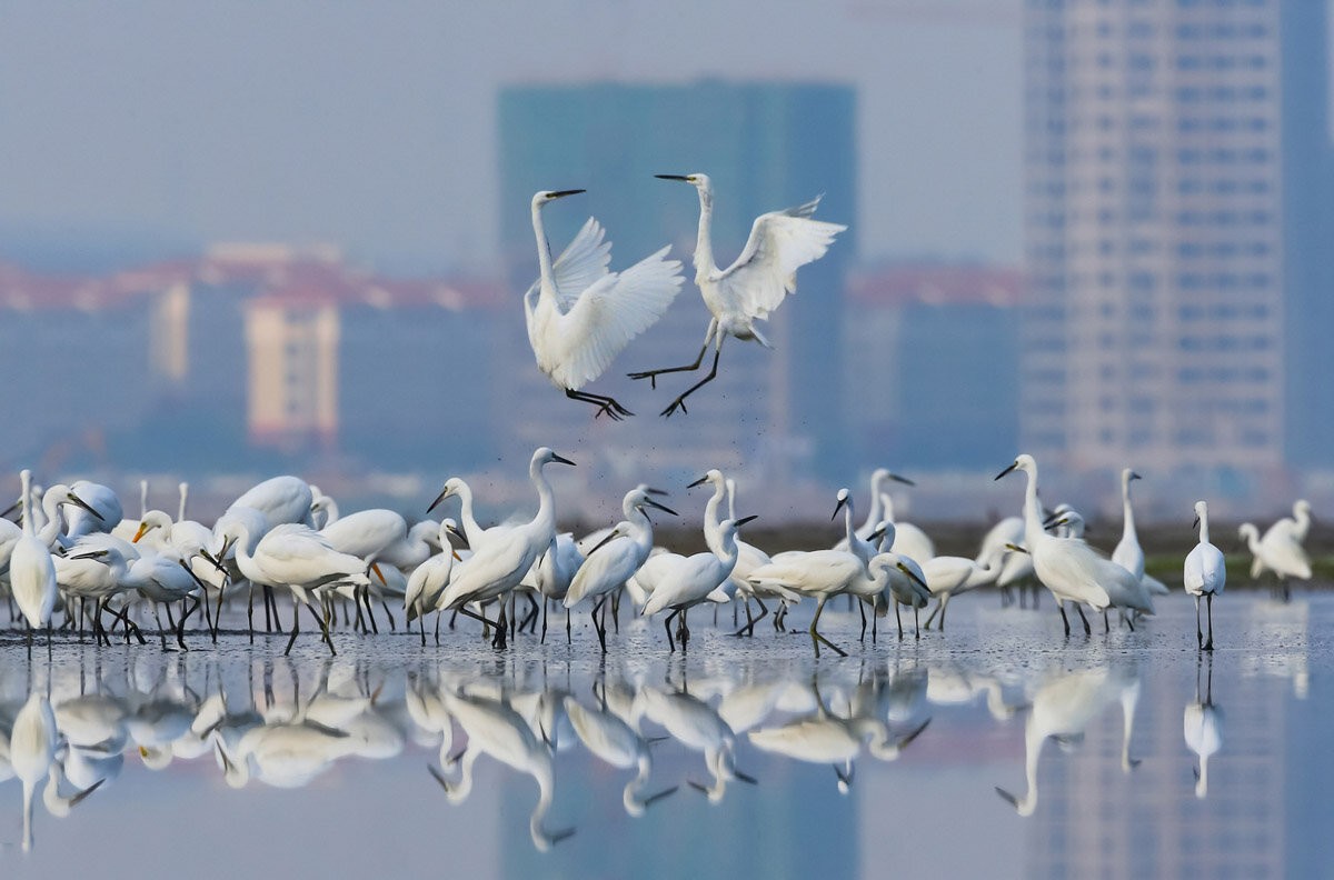 Категория Садовые и городские птицы, 2020. Фотограф Сяо Ли