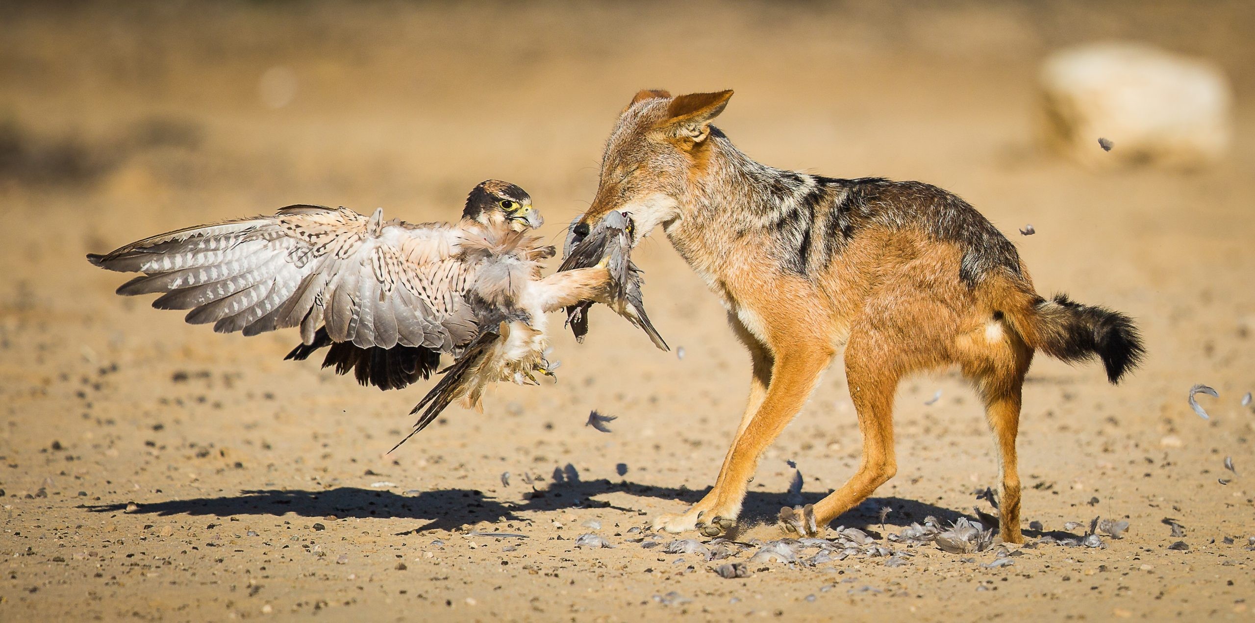 Категория Поведение птиц, 2020. Борьба за пищу. Кгалагади, Ботсвана. Фотограф Риан ван Шалквик