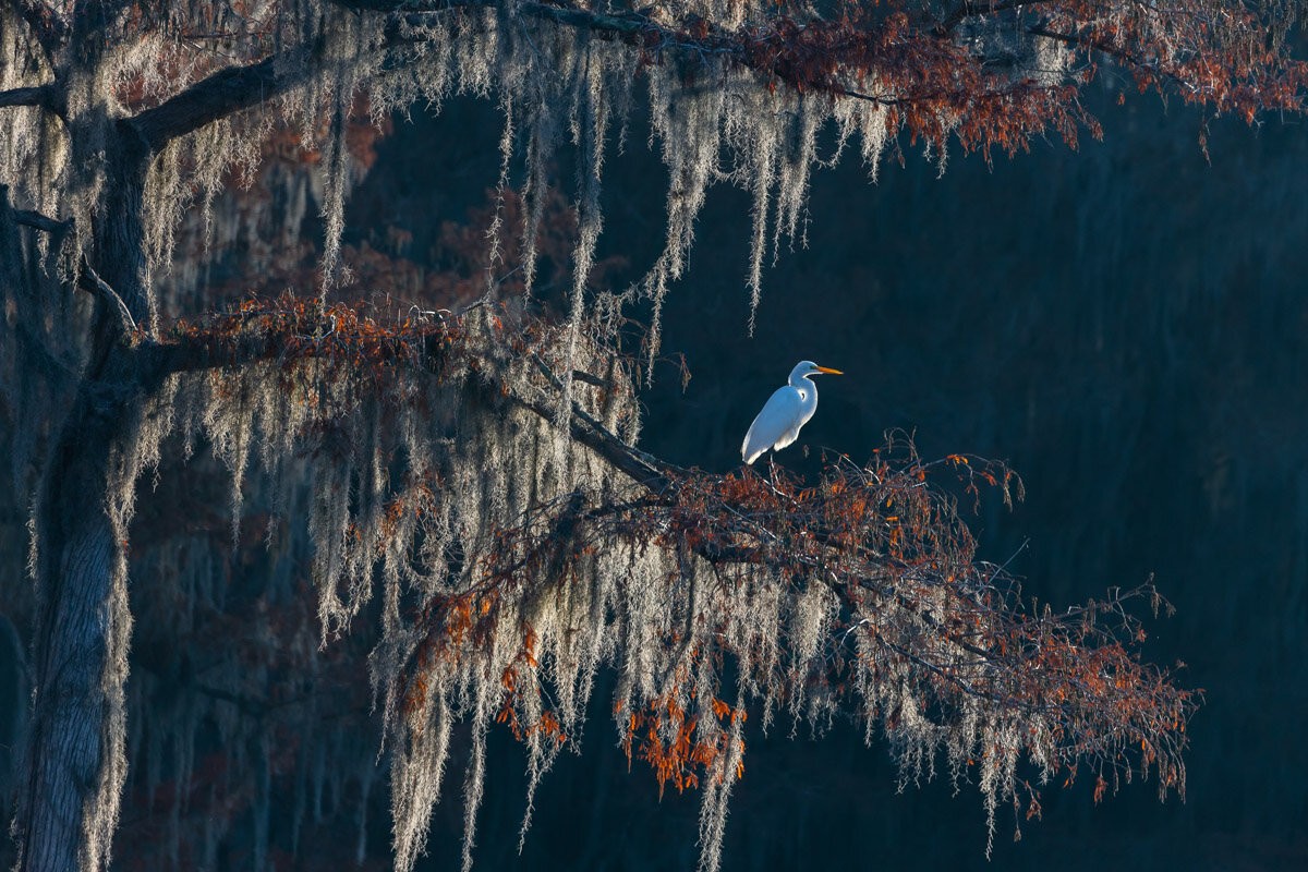 Категория «Птицы в окружающей среде», 2020. Цапля. Фотограф Гуан Хуа Чен
