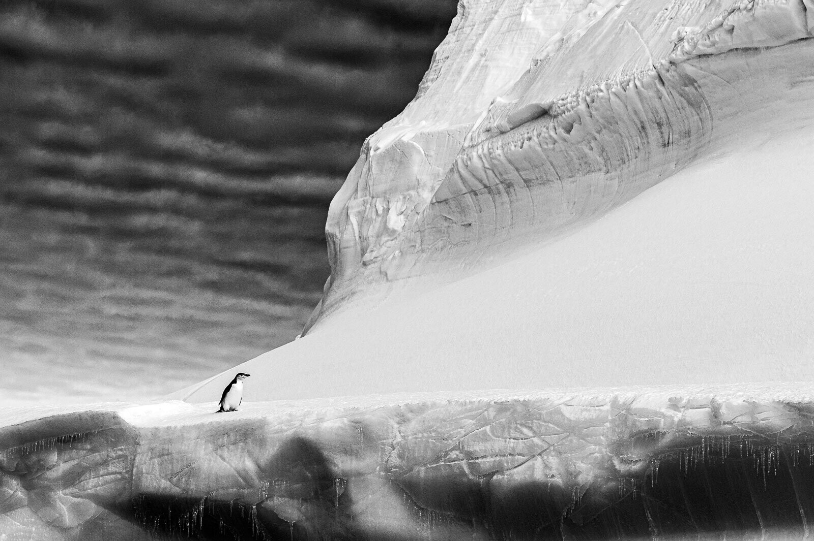 1 место в категории «Чёрно-белое фото», 2021. Антарктический пингвин. Фотограф Ренато Граньери