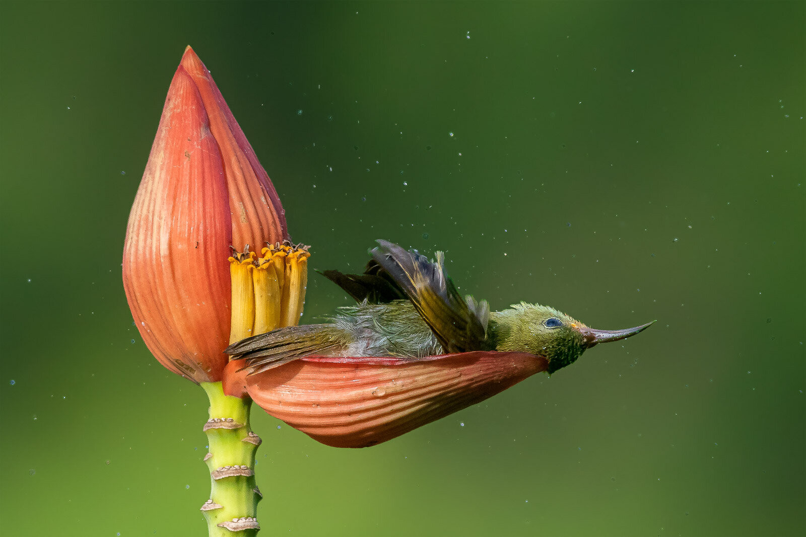 1 место в категории «Поведение птиц», 2021. Желтоспинная острохвостая нектарница в необычной для птицы позе освежается в лепестке цветка. Фотограф Мусам Рэй