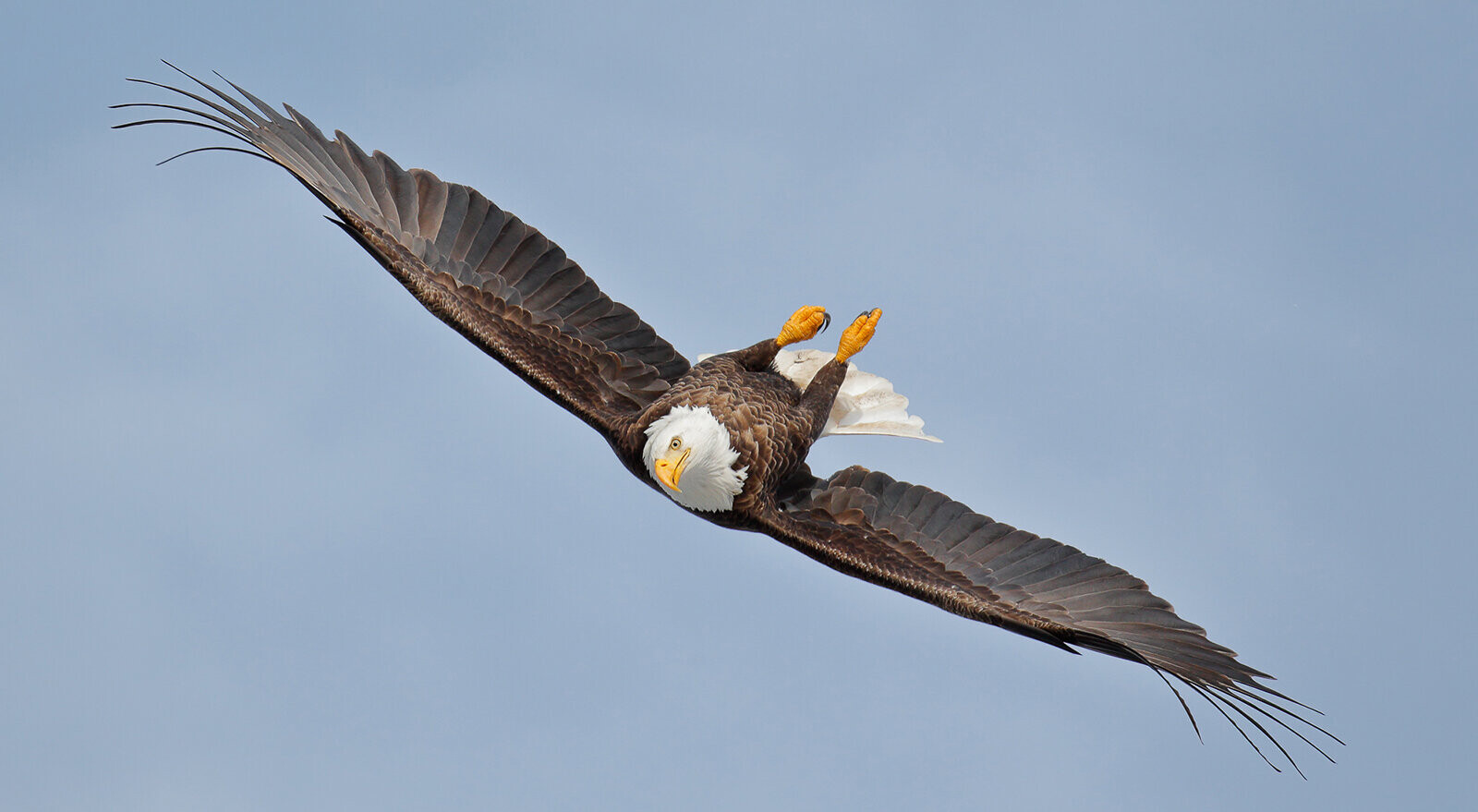 Финалист в категории Птицы в полёте, 2021. Воздушный акробат. Фотограф Гейл Биссон
