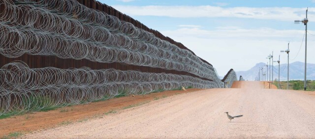 «Птичий фотограф года», 2021. Калифорнийская земляная кукушка у пограничной стены, разделяющей США и Мексику в Аризоне. Фотограф Алехандро Прието