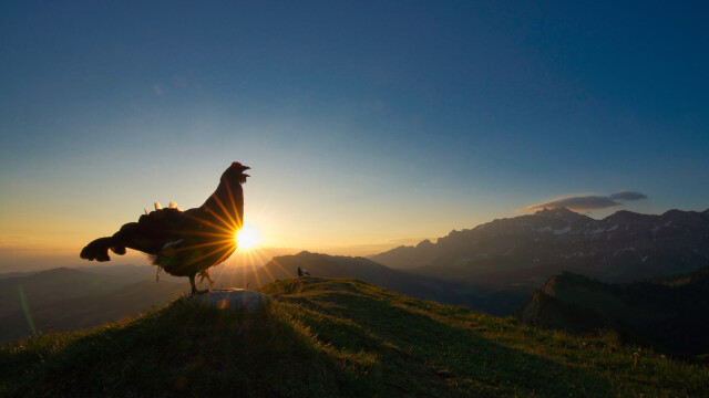 «Юный птичий фотограф года», 2021. Утреннее кукареканье. Фотограф Леви Фитце