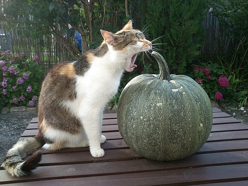 Вегетарианский кот. Фотограф Иван Студенич