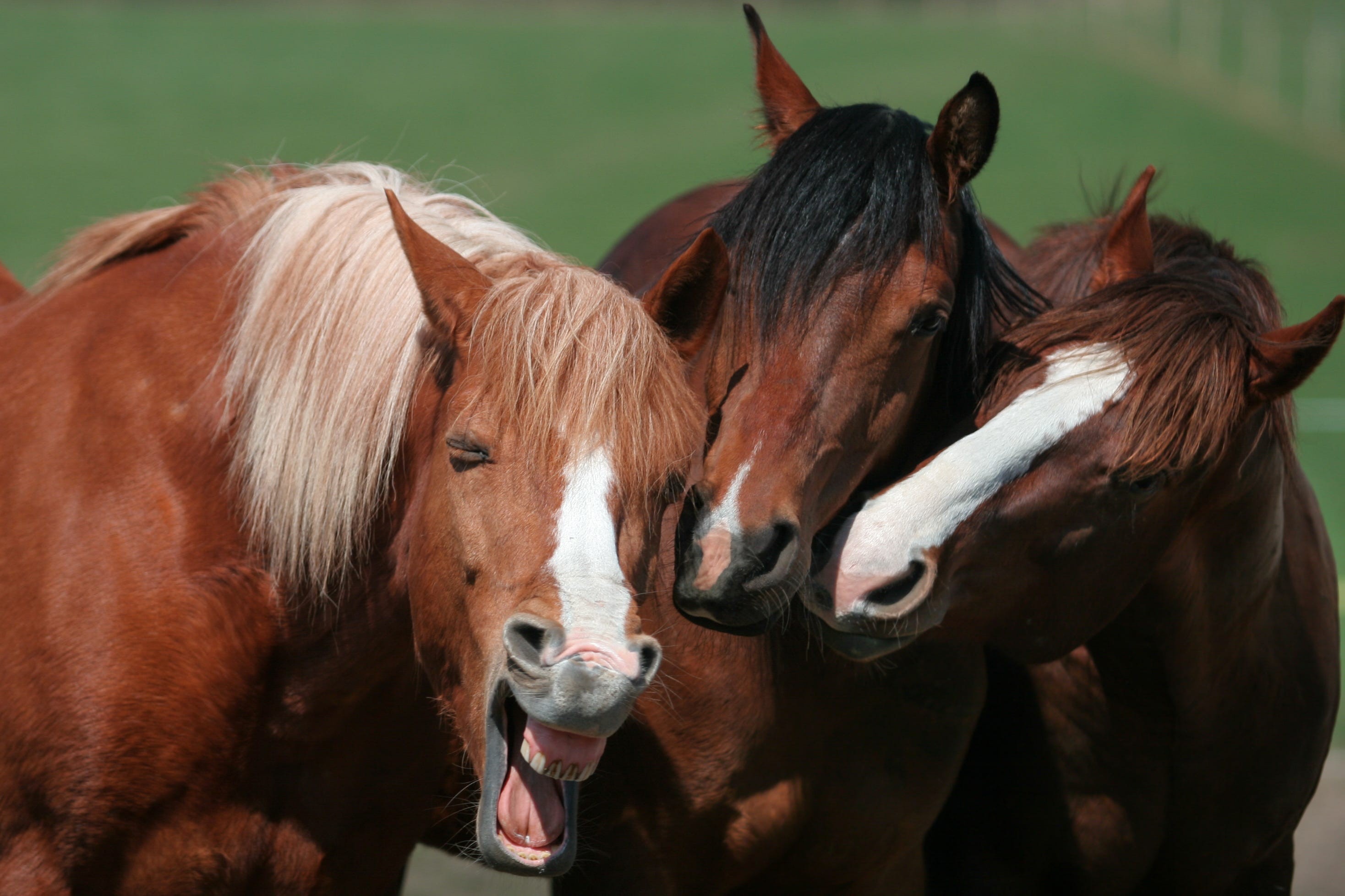 Ржущие лошади. Фотограф Магдалена Стракова