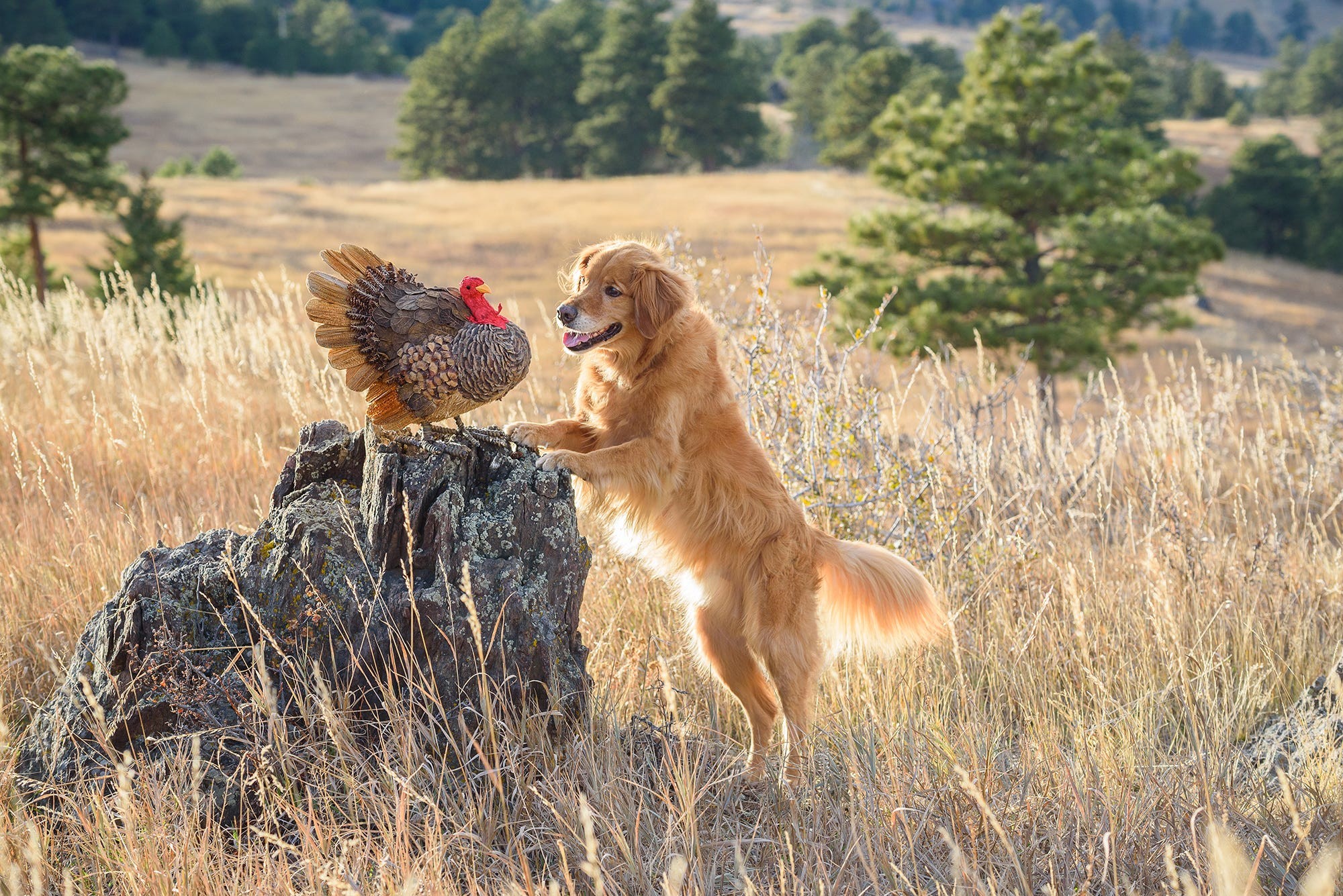 Собака бросает охоту и заводит друга. Фотограф Карен Хоглунд