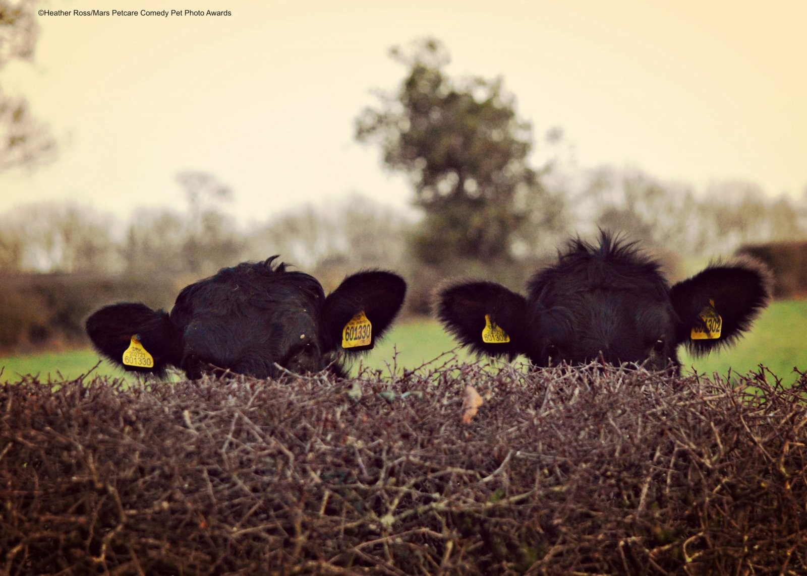 Скрытные коровы. Фотограф Хизер Росс