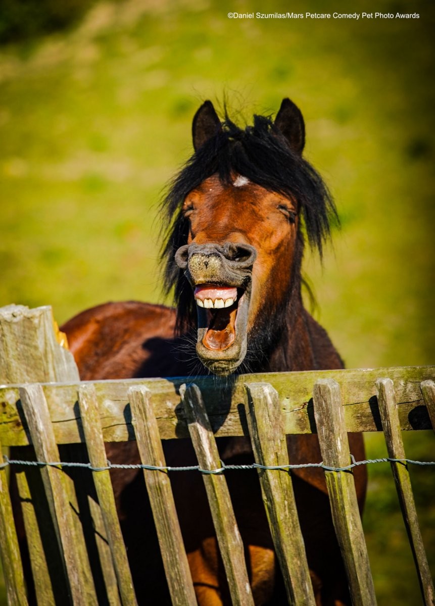 Улыбка лошади. Фотограф Даниэль Сумилас