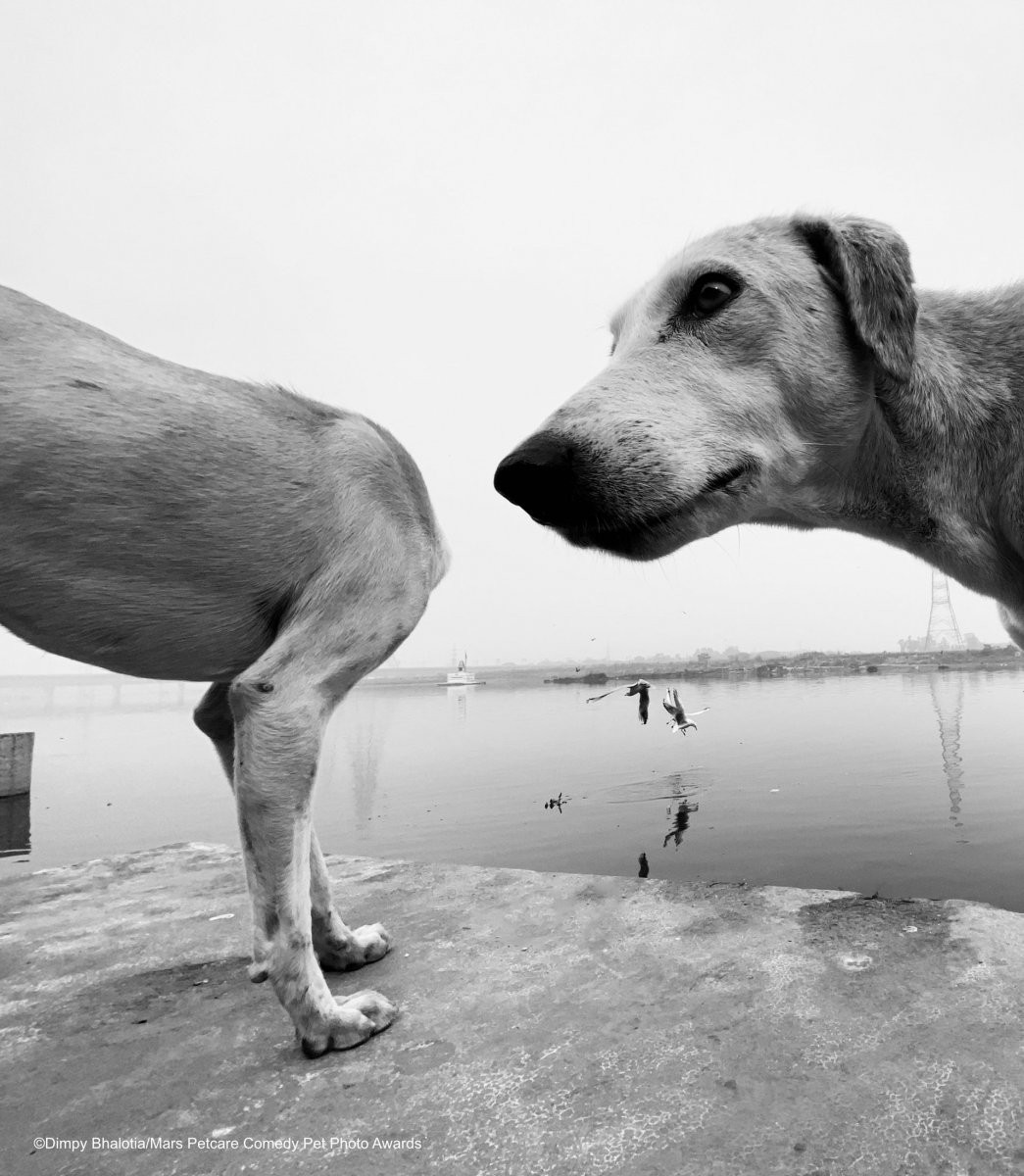 Фокус – располовинивание собаки. Фотограф Димпи Бхалотия