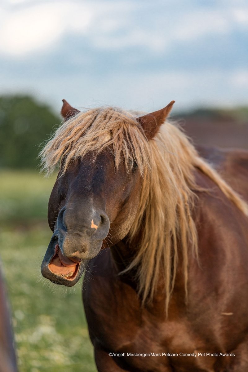 Взъерошенный конь. Фотограф Аннетт Мирсбергер