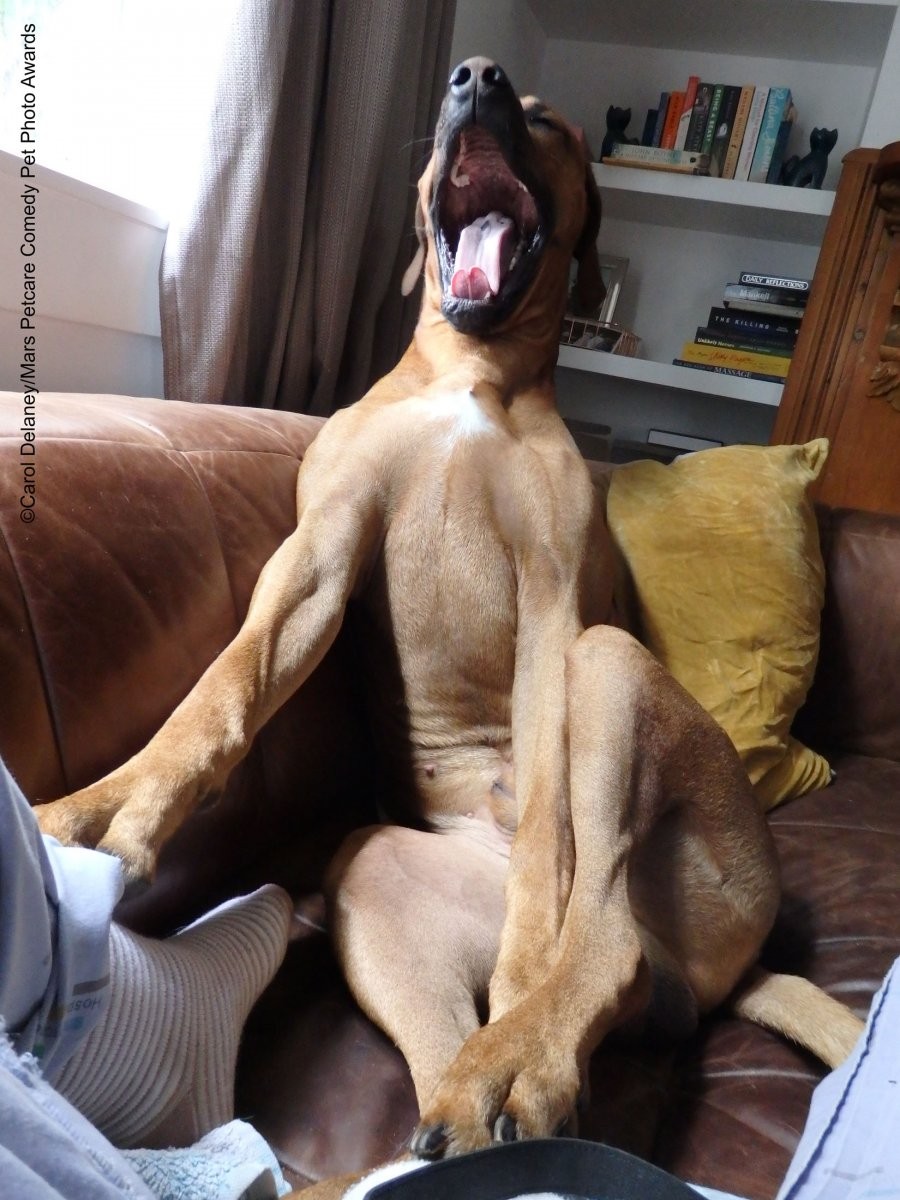 Зевающий пёс. Фотограф Кэрол Делани