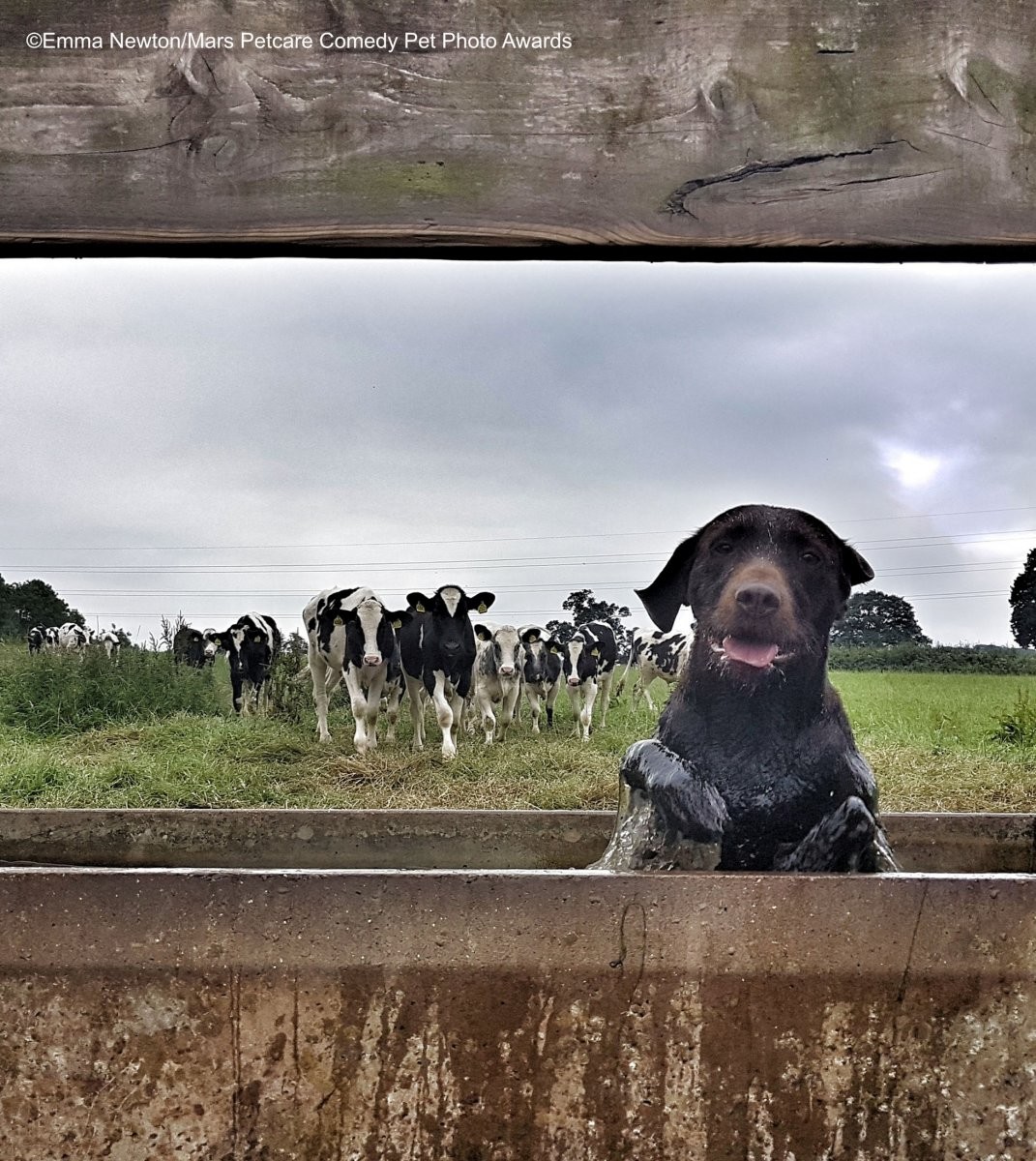 Собака в коровьей поилке. Фотограф Эмма Ньютон