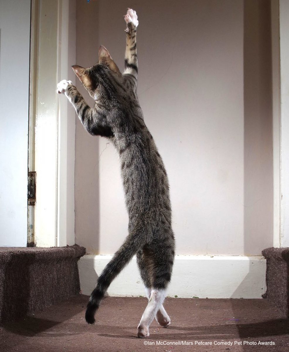 Танцующий кот. Фотограф Иэн Макконнелл