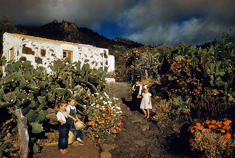 В кактусовом саду на Канарских островах, 1955. Фотографы Франк и Жан Шор