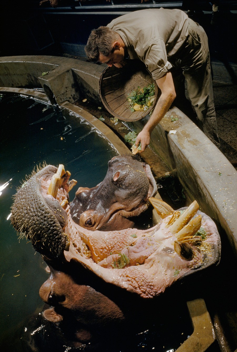 Кормление бегемотов, 1957. Фотографы Роберт Ф. Сиссон и Дональд МакБейн