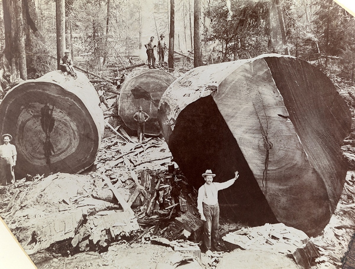 Срубленный гигантский секвойядендрон, Калифорния, США, 1909