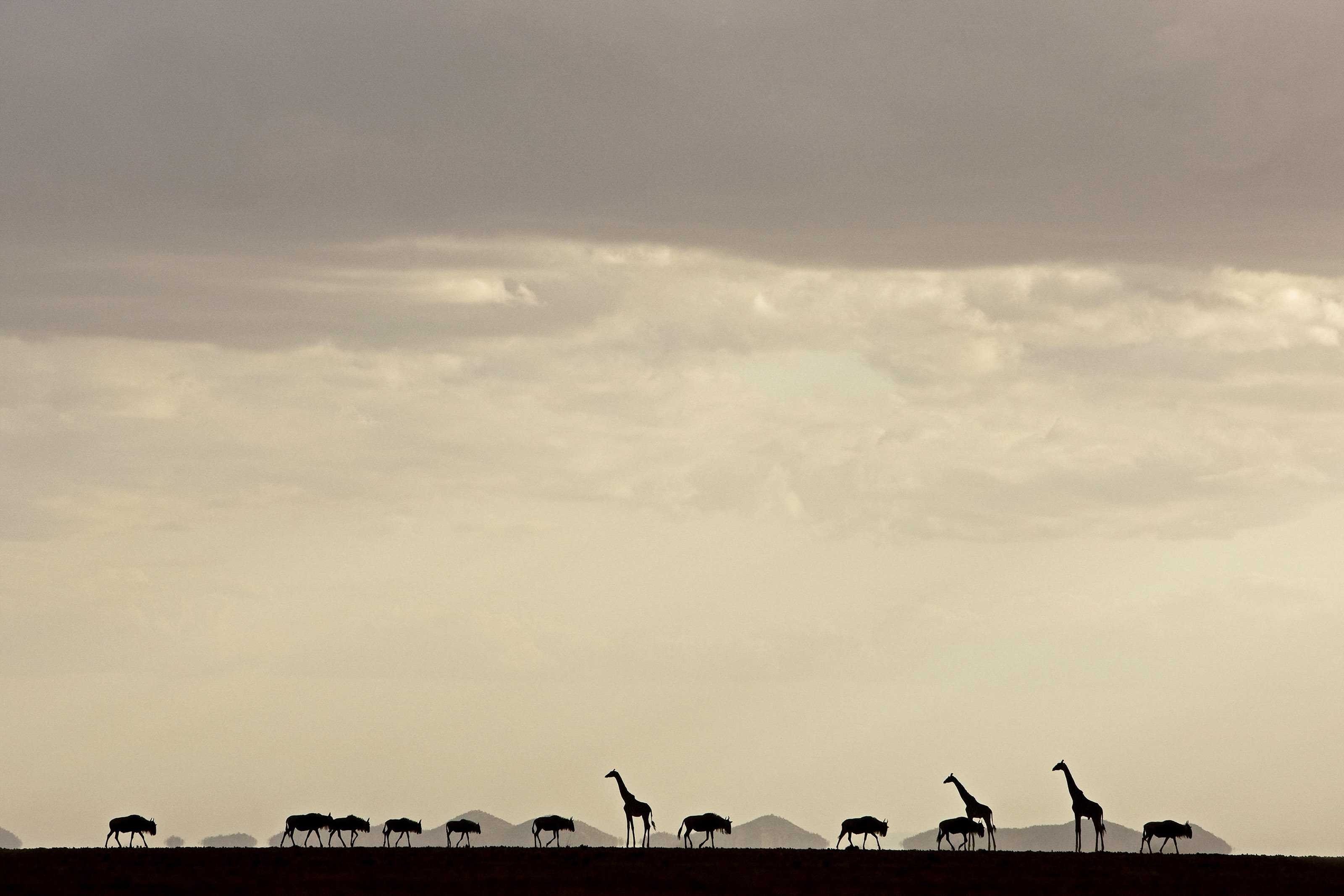 Жирафы и антилопы гну, национальный парк Амбосели, Кения, 2011. Фотограф Беверли Жубер