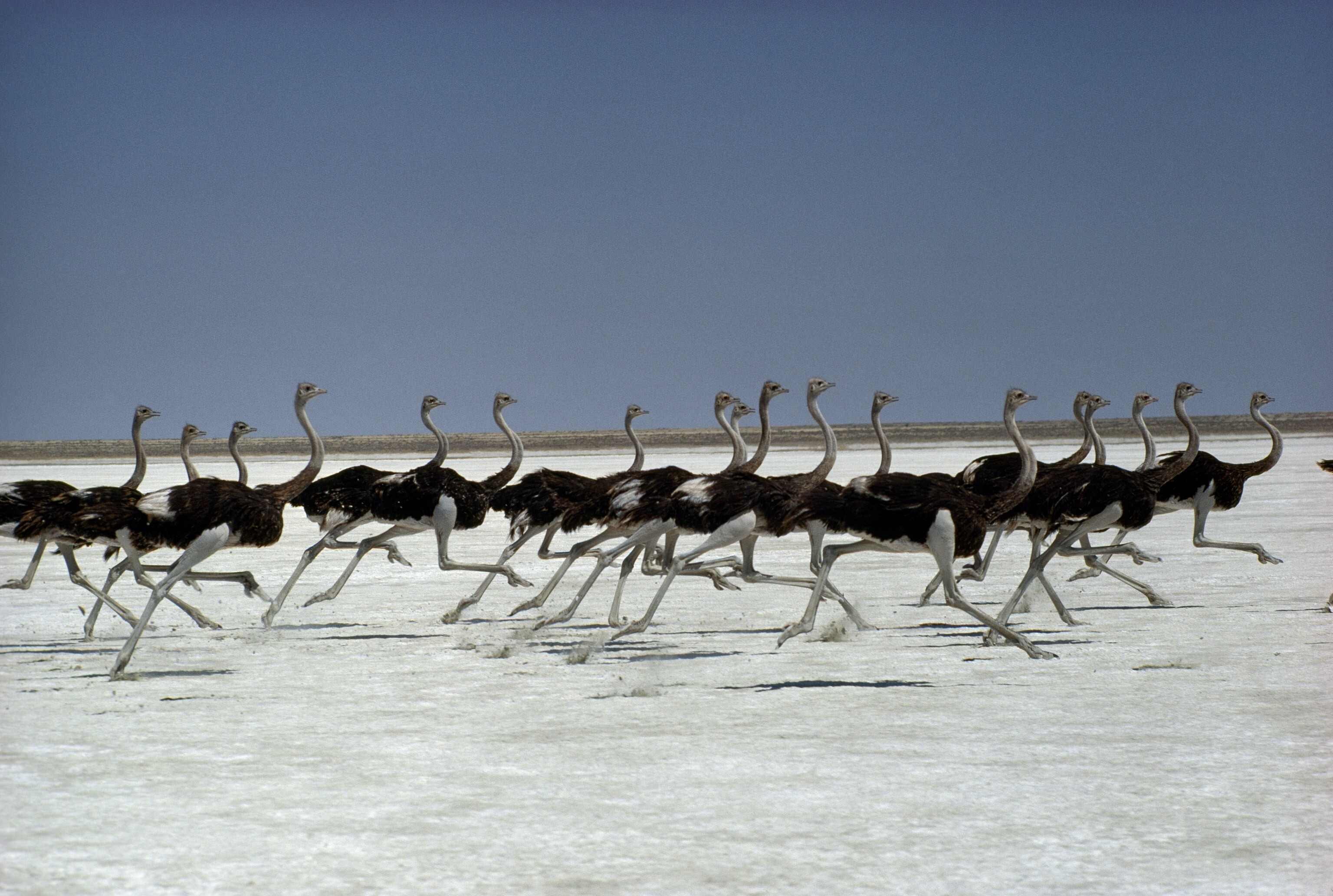 Стая страусов пересекает солончак Этоша в Намибии. Быстроногие наземные птицы могут развивать скорость более 65 километров в час. Фотографы Дэс и Джен
