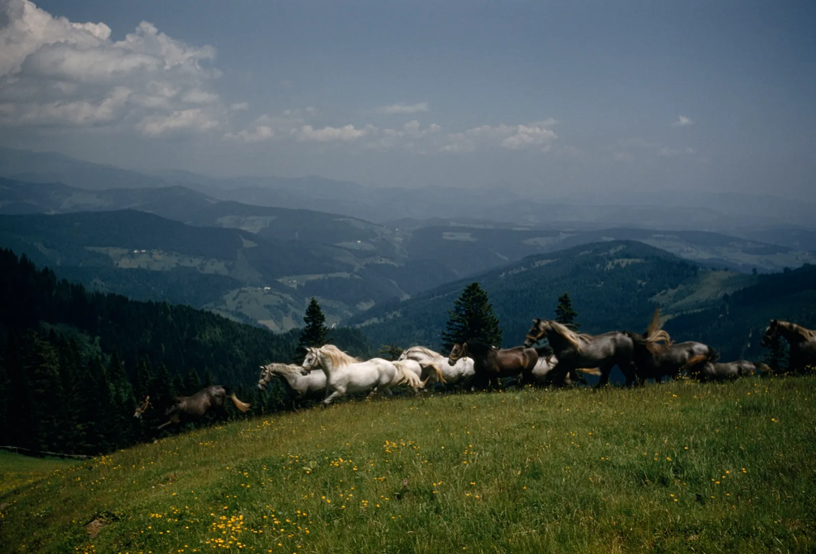 Липицианские лошади разгуливают по альпийскому лугу над Пибером, Австрия. Фотограф Фолькмар К. Вентцель