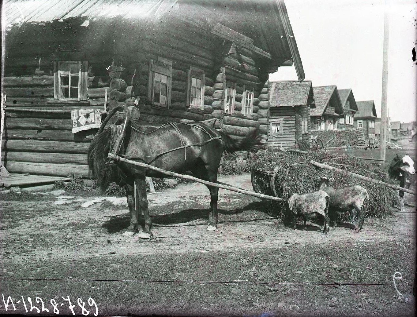 Сани с травой. Карелы, Олонецкий р-н, 1927. Автор А. А. Беликов