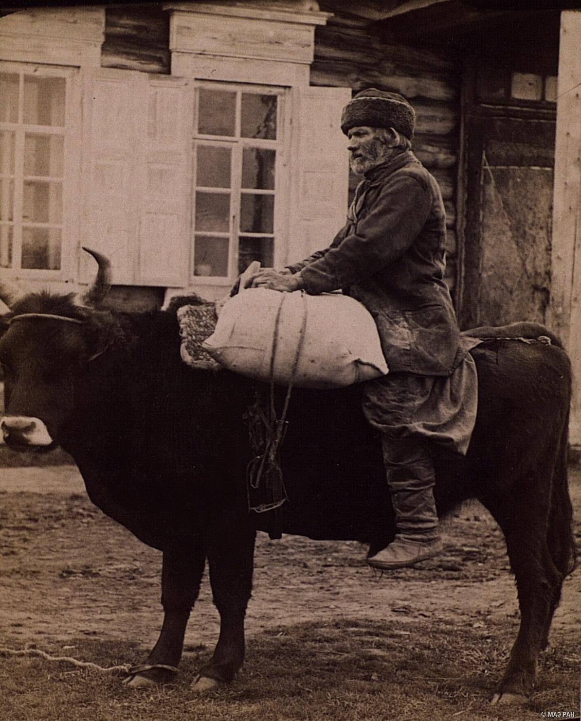 Перевозка клади на быке. Русские, Якутия (Саха), Олёкминск, вторая половина XIX в.