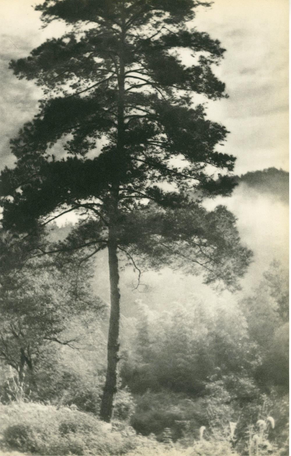 Утренний туман, 1936 год. Китай. Фотограф Лонг Чинсан — Восточный минимализм в фотографии: красота и сила простоты / Камералабс