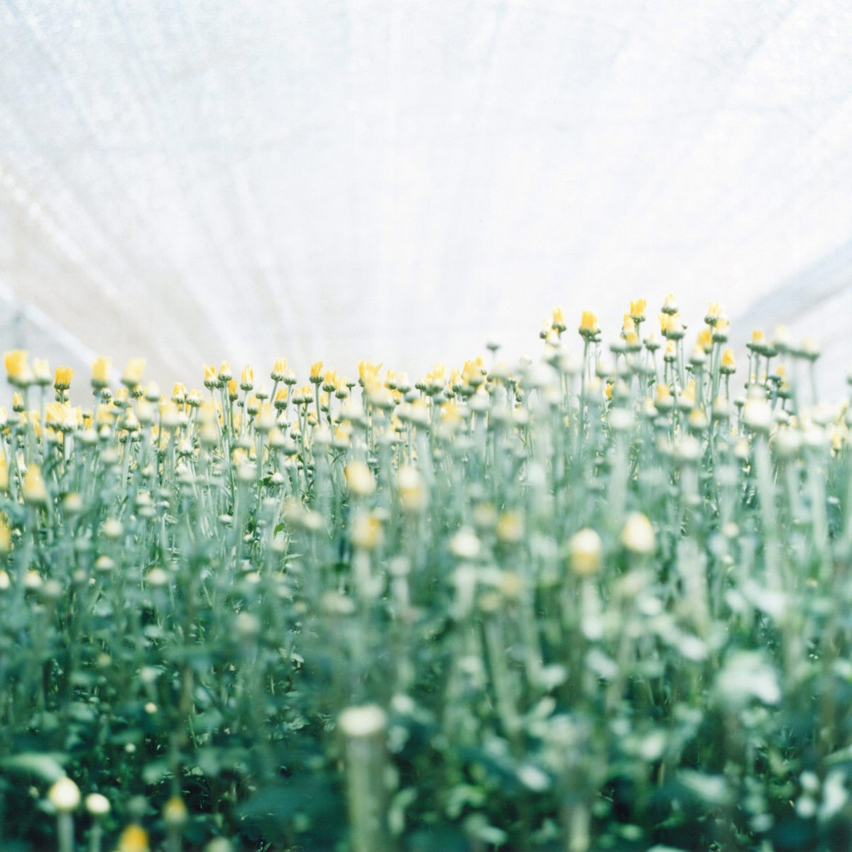 Красота простых вещей. Япония. Фотограф Ринко Каваучи (Rinko Kawauchi) — Восточный минимализм в фотографии: красота и сила простоты / Камералабс