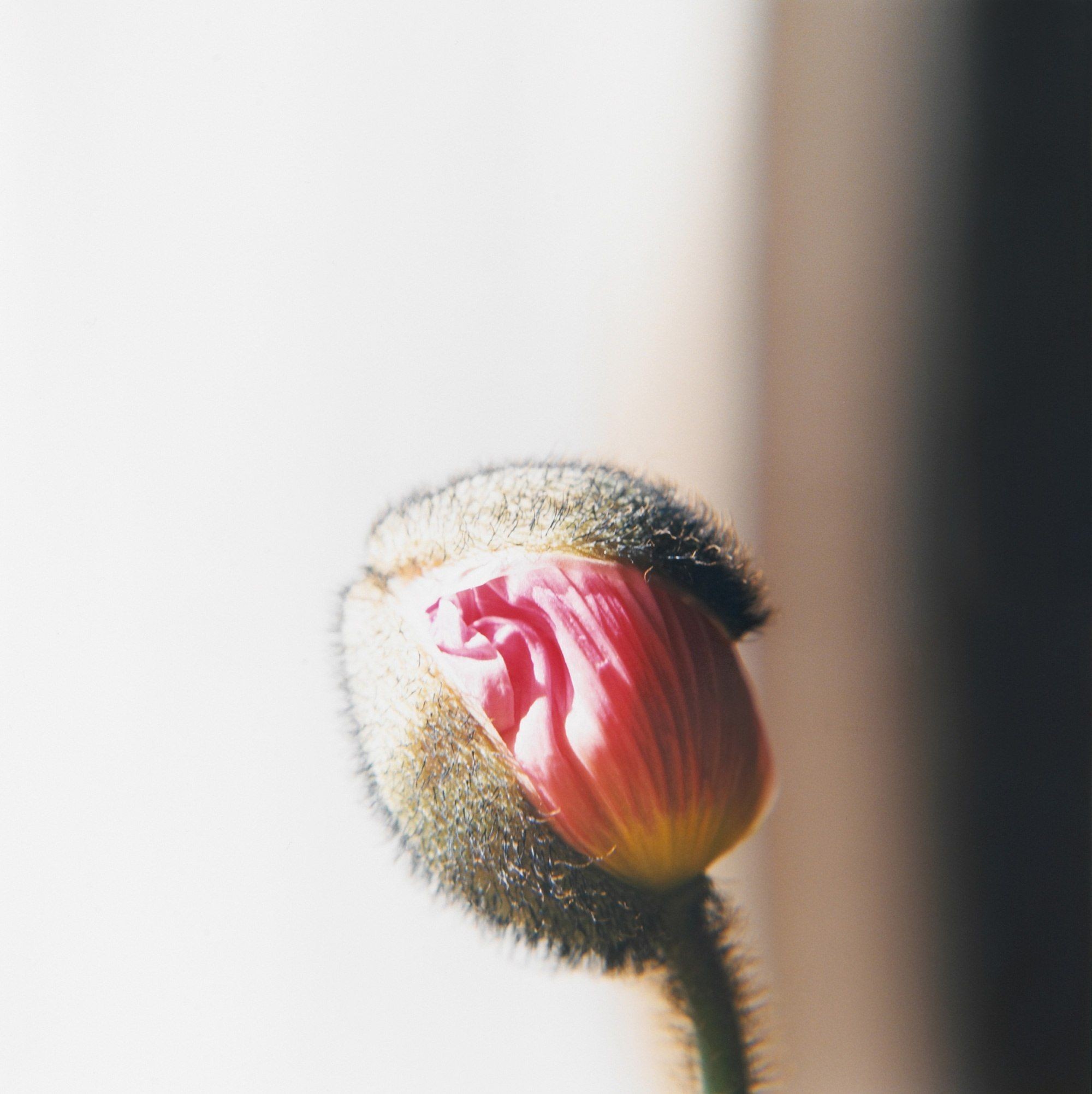Красота простых вещей. Япония. Фотограф Ринко Каваучи (Rinko Kawauchi) — Восточный минимализм в фотографии: красота и сила простоты / Камералабс