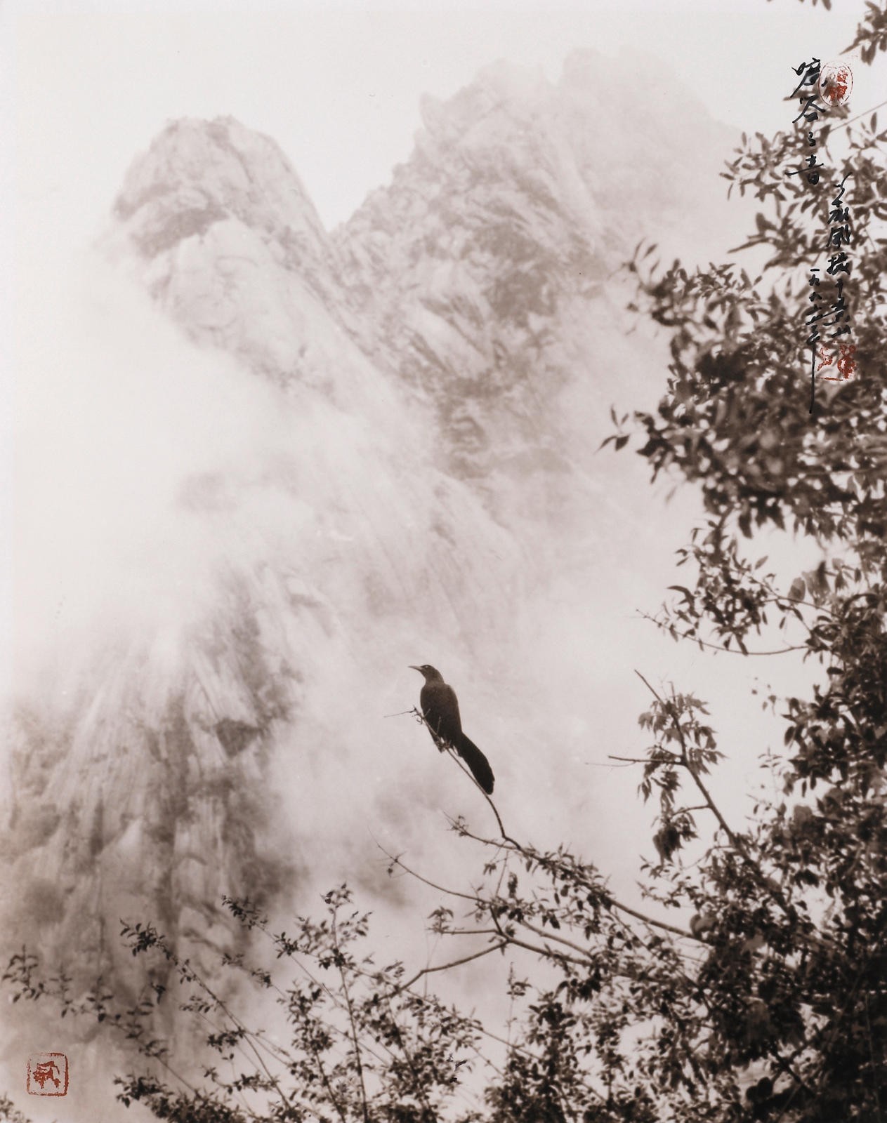 Птица на дереве в горах. Китай. Фотограф Дон Хонг-Оай (Don Hong-Oai) — Восточный минимализм в фотографии: красота и сила простоты / Камералабс