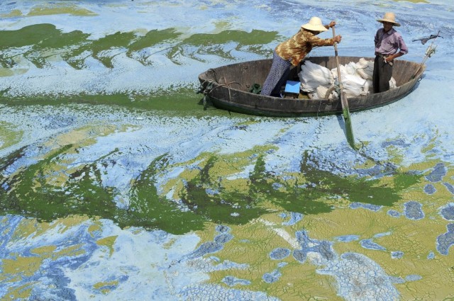 Заросшее водорослями озеро Чаоху, Китай, 2009. Фотограф Янан Ю