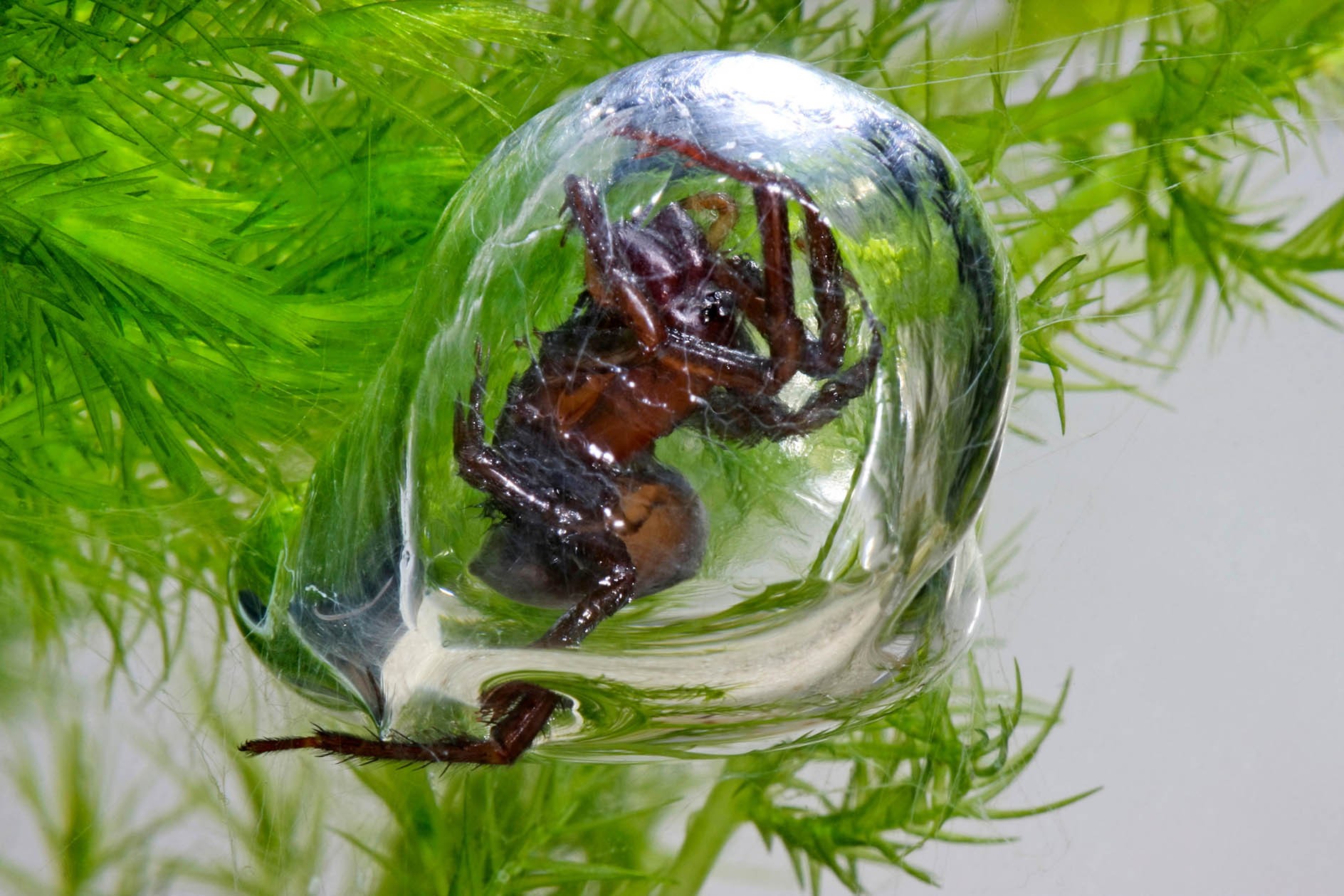 Паук-серебрянка и его подводный воздушный пузырь-гнездо