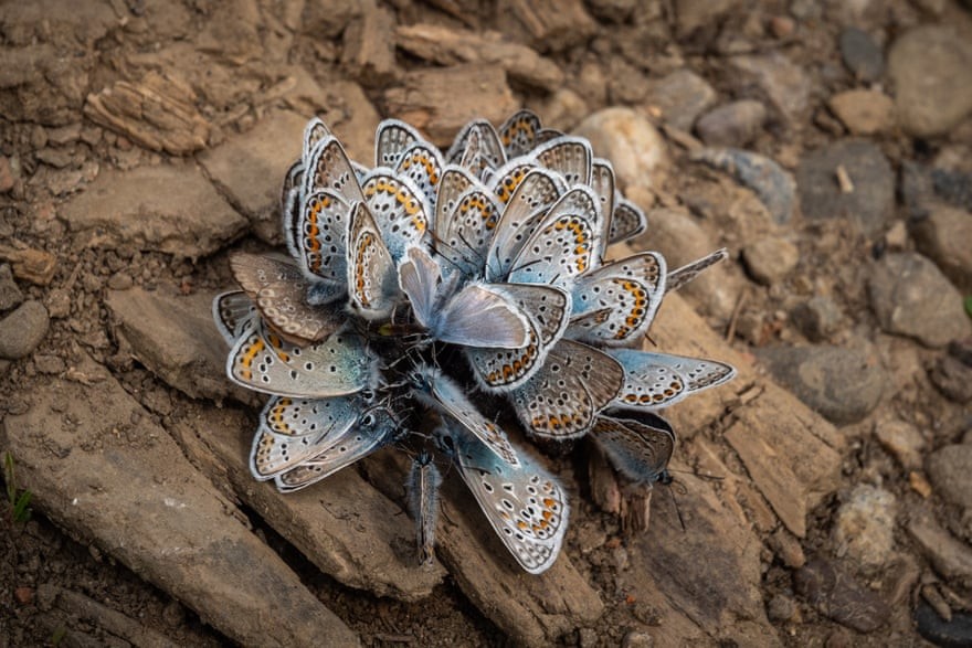 Цветок-бабочка, Дубница-над-Вагом, Словакия. Фотограф Ярослав Вигничка