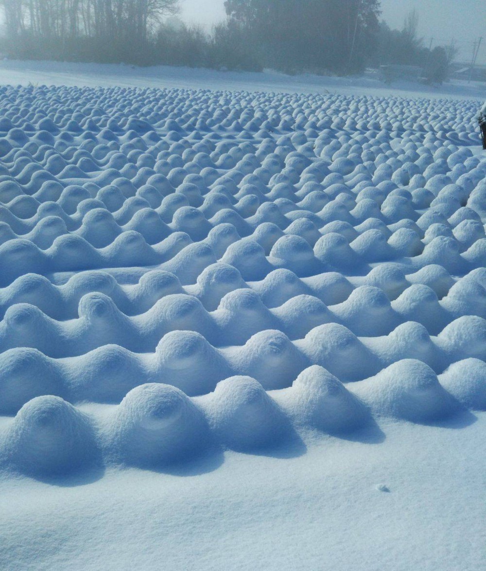 Снег на капустном поле