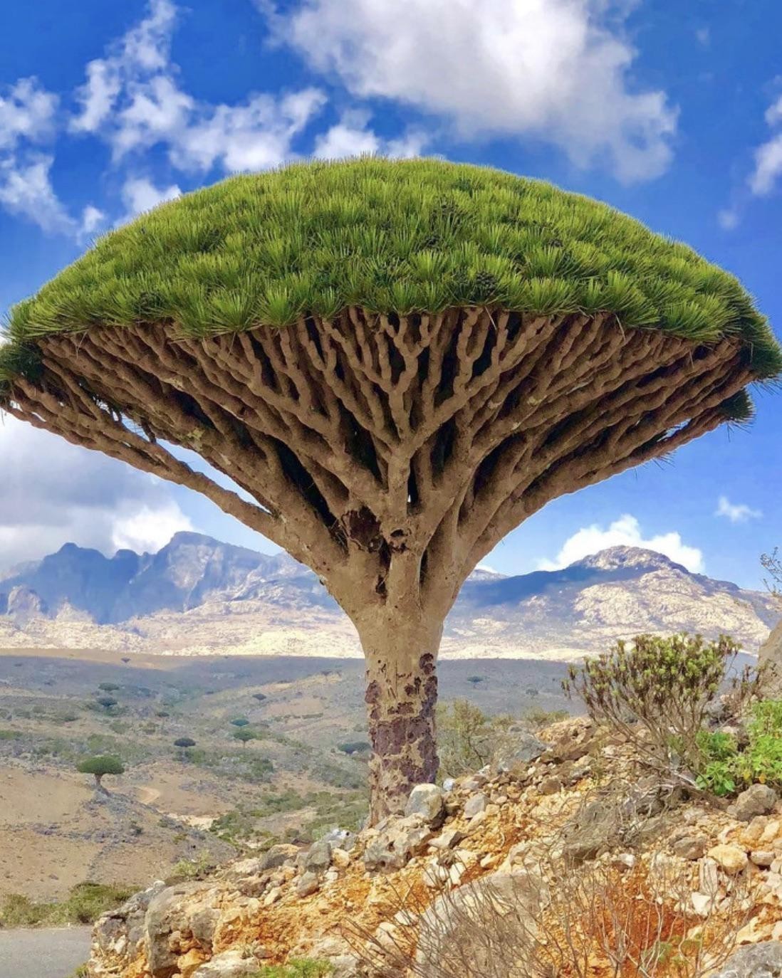 Драцены Киноварно Красные Остров Сокотра Йемен