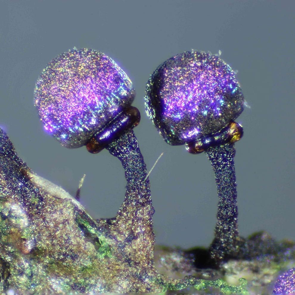 Сверкающие споры на грибах Elaeomyxa Cerifera