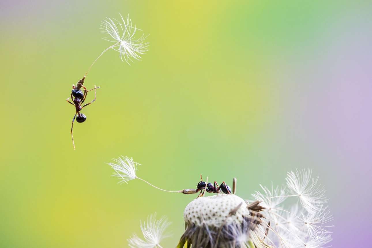 Полёт муравья. Фотограф Фабио Сартори