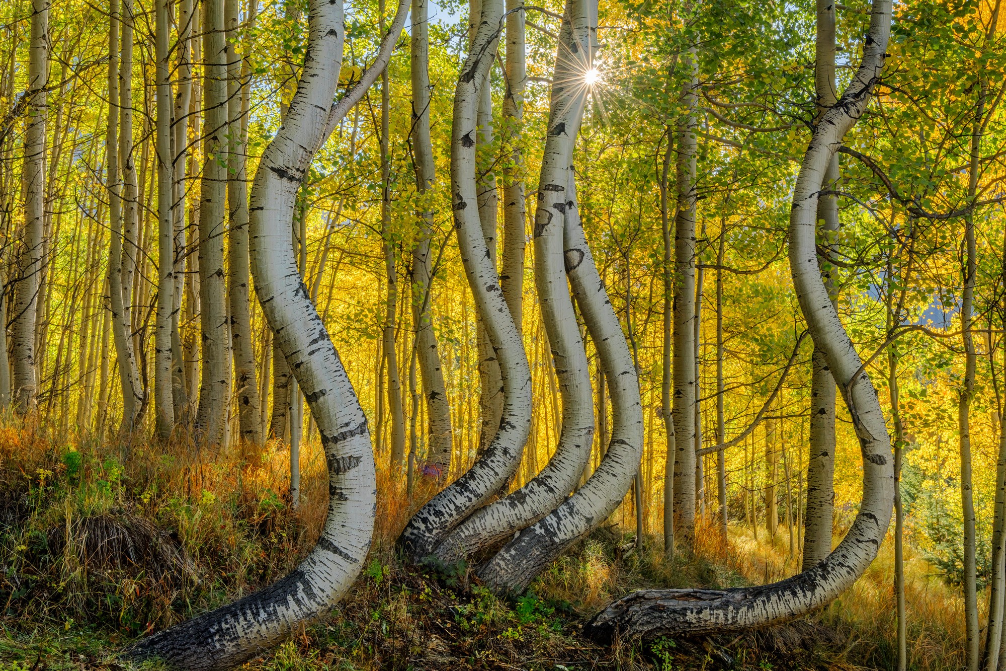 Лес гнутых осин в Колорадо, США