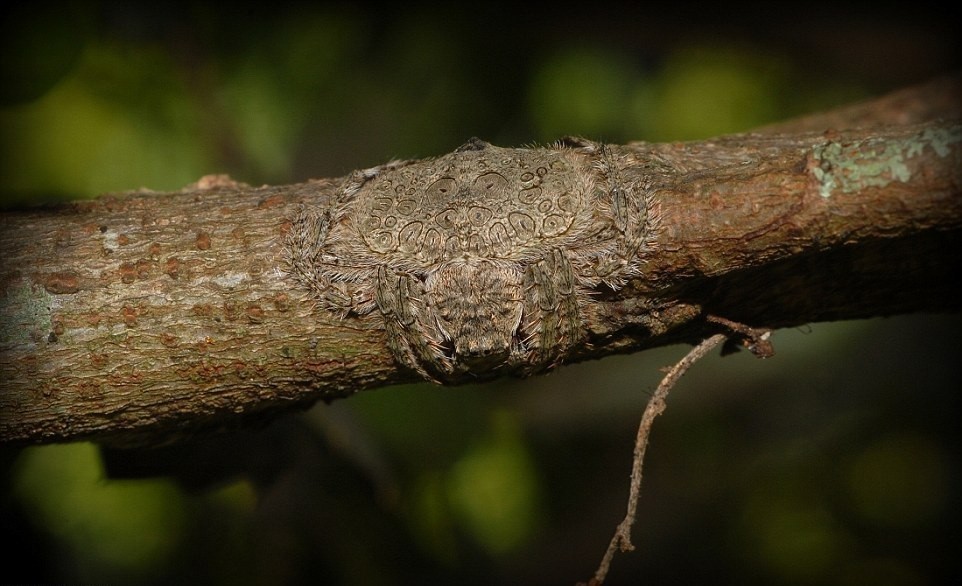 Маскирующийся под ветку паук Dolophones conifera